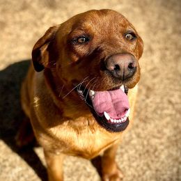 Dilute Retrievers and Labrador Retrievers from Sterling J Labradors