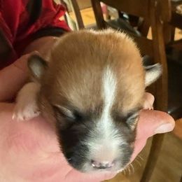Girl 1 - Red female Pembroke Welsh Corgi puppy in Riverside, California from Four Aces Corgis