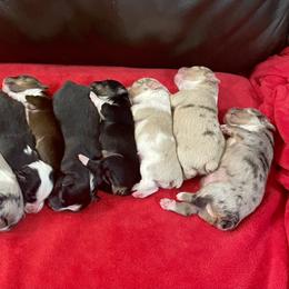 Miniature Australian Shepherd and Toy Australian Shepherd Puppies from Triple J Aussies