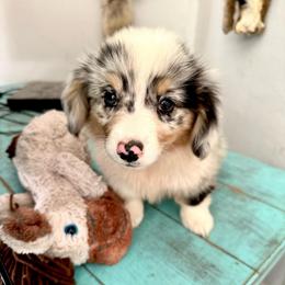 Espresso - Blue merle and white female American Corgi puppy in Bayard, Nebraska from Puppies by Alies