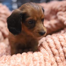 Cooper - Red male Dachshund puppy in Eaton, Ohio from Miniature Alphas Dachshunds