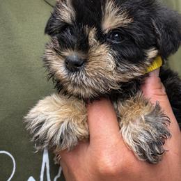 Yellow - Black and silver female Miniature Schnauzer puppy in Sparta, North Carolina from New River Miniature Schnauzers
