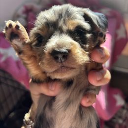 Dachshund Puppies from Western Slope Weenies