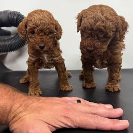 Boy 1 - Red  male Poodle puppy in Henefer, Utah from Mountain Valley Poodles