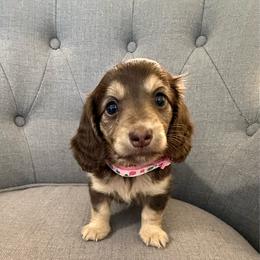 Tinkerbell - Chocolate and cream female Dachshund puppy in Fort Gibson, Oklahoma from Cooper’s Dachshunds