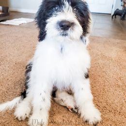 Double Doodle, Labradoodle, and Sheepadoodle Puppies from Mule Mountain Doodles
