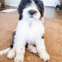 Double Doodle, Labradoodle, and Sheepadoodle Puppies from Mule Mountain Doodles
