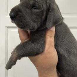 Brandon Lake - Blue male Great Dane puppy in Florida from Beachside Kennels
