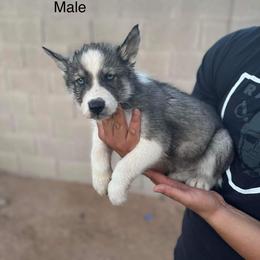 Siberian Husky Puppies from Sandoval Az Husky