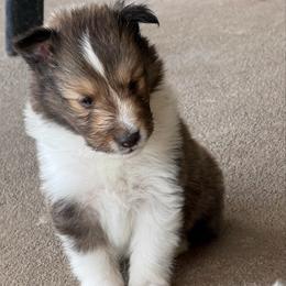 Cyrus - Sable and white male Shetland Sheepdog puppy in Tulsa, Oklahoma from September Morning Shelties