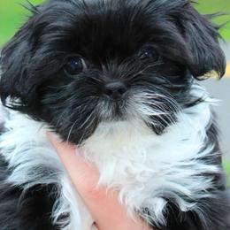Leama - Black and white female Shih Tzu puppy in Ellington, Connecticut from Home Brew Shih Tzu