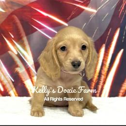 Cream Female Long Hair Light Pink Collar - Cream female Dachshund puppy in Cleveland, Tennessee from Kelly's Doxie Farm