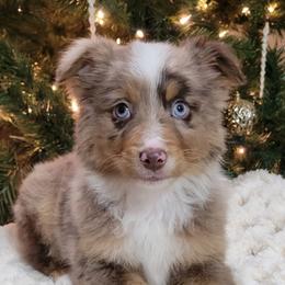Smokey - Red merle male Miniature Australian Shepherd puppy in Missouri from B&M Cottonwood Canines