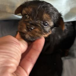 Morkie and Yorkshire Terrier Puppies from DEJAVU PUPS