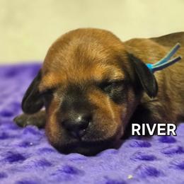 River-wirehair - Red male Dachshund puppy in Blair, Oklahoma from North Fork Doxies-Okla