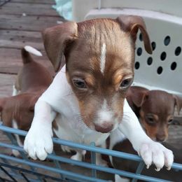Rat Terrier Puppies from Foggy Meadow Farm