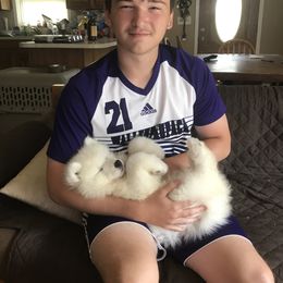 Samoyed Puppies from Kenjo Samoyeds
