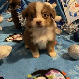 Phoenix - Red tri-color male Miniature American Shepherd puppy in Garysburg, North Carolina from Schaefer's Miniature American Shepherds