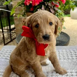 Poppy - Cream female Goldendoodle puppy in The Woodlands, Texas from Gracie's Goldendoodles and Bernedoodles