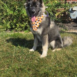 Rieka - Siberian Husky