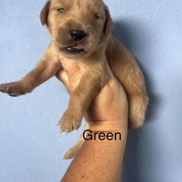 Green - Dark golden male Golden Retriever puppy in Jesup, Georgia from Painted Platinum Retrievers (Painted Platinum Kennel) PPK