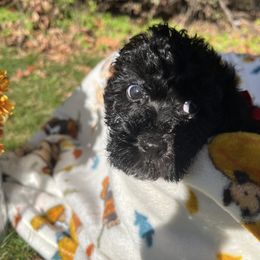Maltipoo Puppies from Awwws&Pawws