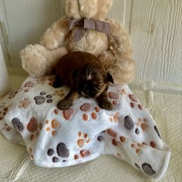 Mikey - Sable and white Shih Tzu puppy in Covington, Louisiana from Oakview Kennels