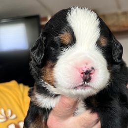 Boy 1 - Bernese Mountain Dog puppy from Birdsong Bernese Mountain Dogs