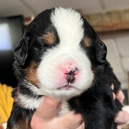 Boy 1 - Bernese Mountain Dog puppy from Birdsong Bernese Mountain Dogs