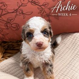 Archie - Chocolate merle male Bernedoodle puppy in Burbank, Ohio from Berns & Doodles