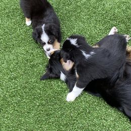 Miniature American Shepherd Puppies from Harbor View Mini American Shepherds