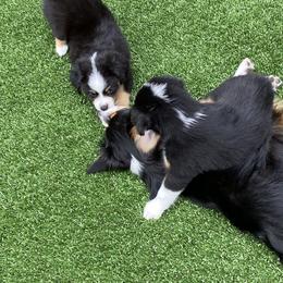 Miniature American Shepherd Puppies from Harbor View Mini American Shepherds