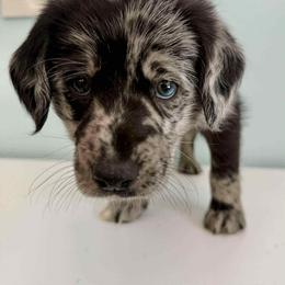 Aussiedoodle and Labradoodle Puppies from Doodles on Duty