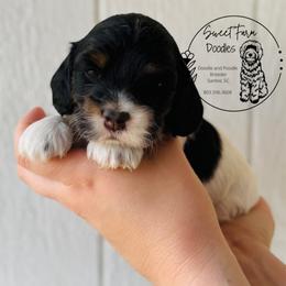 Blossom - Black white and tan female Cockapoo puppy in Elloree, South Carolina from Sweet Farm Doodles