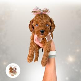 Grace - Red  female Goldendoodle puppy in Canton, Georgia from Teddy Puppies