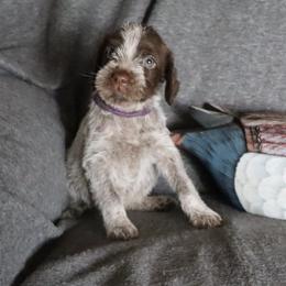 Dk. Purple - Brown and gray female Wirehaired Pointing Griffon puppy in Afton, Wisconsin from Daehler's Wirehaired Pointing Griffons