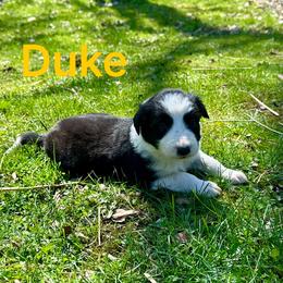 Duke - Black and white male Border Collie puppy in Milton, Pennsylvania from C&C Border Collies