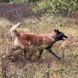 Seren - Belgian Tervuren