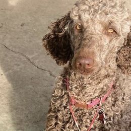 Poodles from House of Doodles