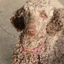 Poodles from House of Doodles