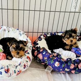 Yorkshire Terriers from CLC SOUTHERN YORKIES