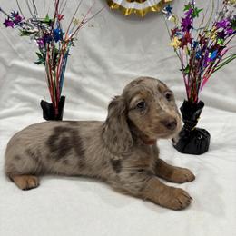 Orange collar - Chocolate and tan male Dachshund puppy in Chicago, Illinois from RGZ Doxies