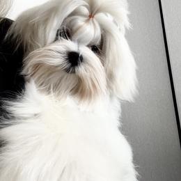 O'Dette - White female Maltese puppy in Phoenix, Arizona from Bella Dolce Maltese