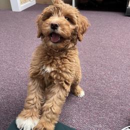 Double Doodle and Goldendoodle Puppies from GoldendoodlePaw