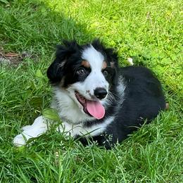 Shazam - Black Tri Male - Black tri male Miniature Australian Shepherd puppy in Taunton, Massachusetts from Checkered Flag Champions Mini Aussies