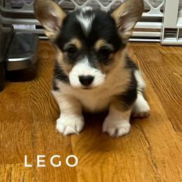 Lego - Black and tan male Pembroke Welsh Corgi puppy in Vernal, Utah from Bingo's Kennel