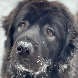Artemis - Tibetan Mastiff