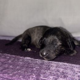 Akc Black Brindle - Black male Dachshund puppy in Lehigh Acres, Florida from Ruby Rose Dachshund Dynasty