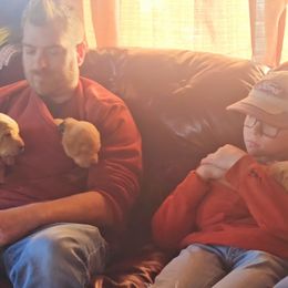 Labrador Retriever Puppies from Canyon River Outfitters