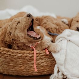 Goldendoodles from Lion Springs Doodles